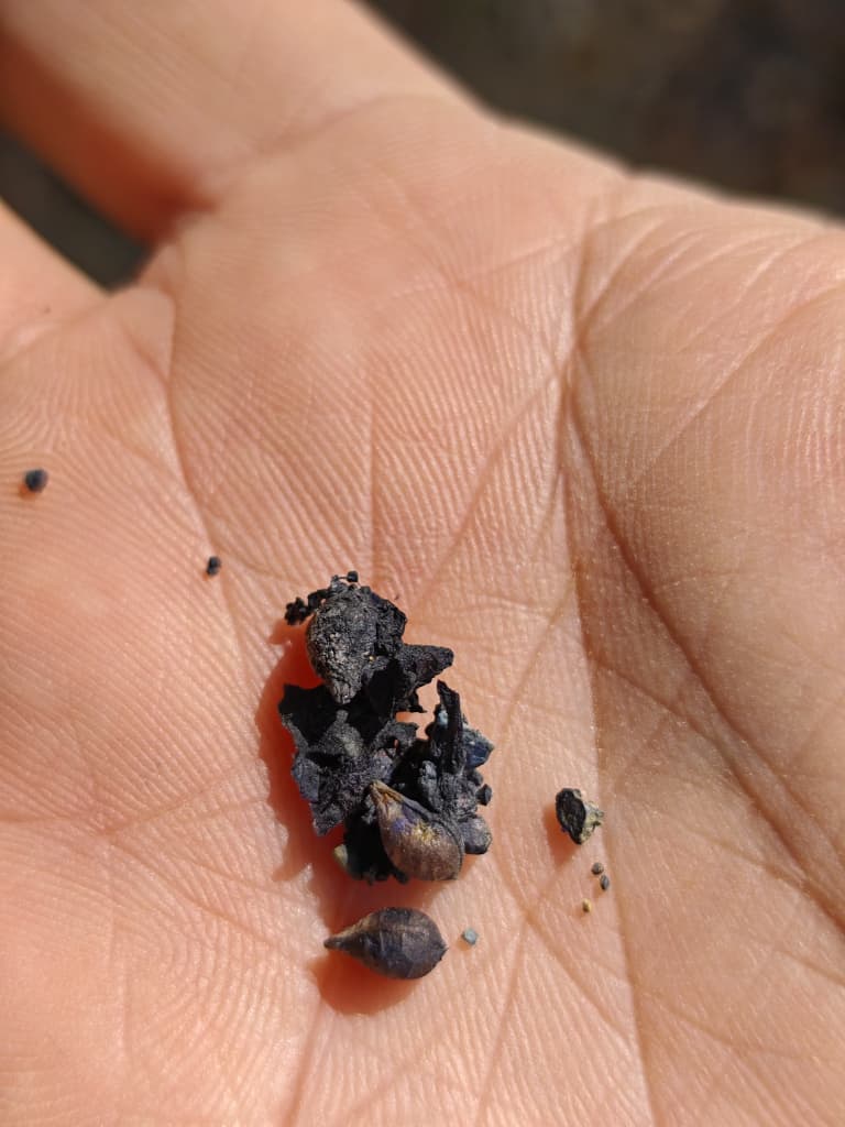 Concentrado de minerales pesados en mano